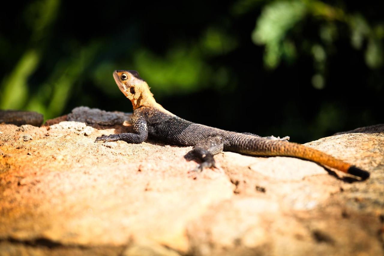 Apoka Safari Lodge Loitanit Kültér fotó